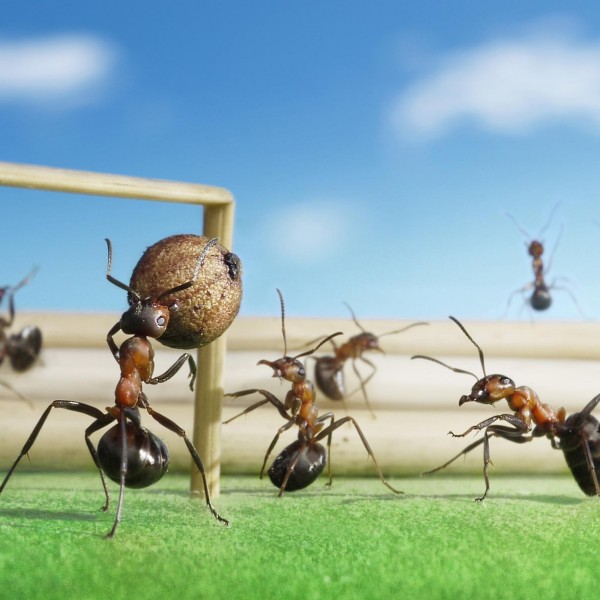 ant_soccer